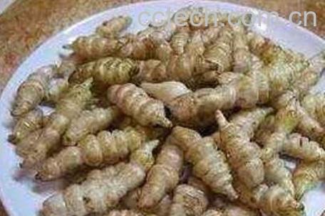 螺丝菜的功效与作用-1