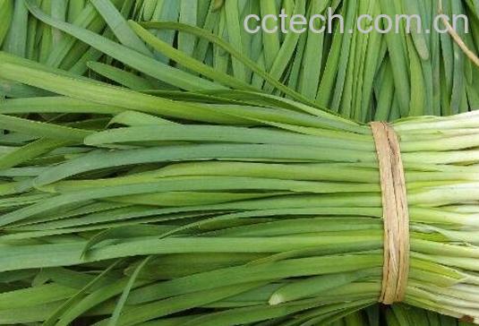 韭菜与什么食物相生相克-0