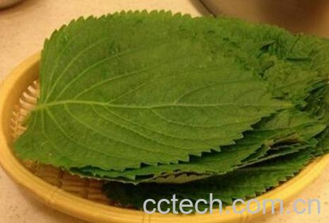 苏子叶的功效与作用使用量-1