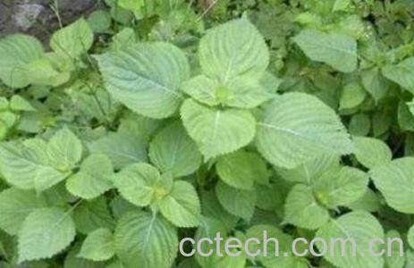 苏子叶的功效与作用使用量-0