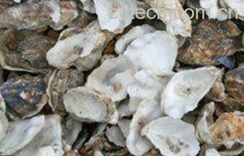 海蛎壳的药用价值-0