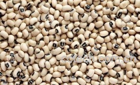 炒毛眼\\豆的作用及医用价值\-1