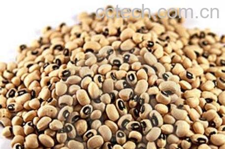 炒毛眼\\豆的作用及医用价值\-0