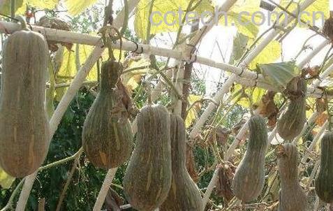 密本南瓜的药用价值-0