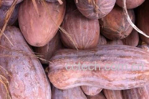 密本南瓜的药用价值-1