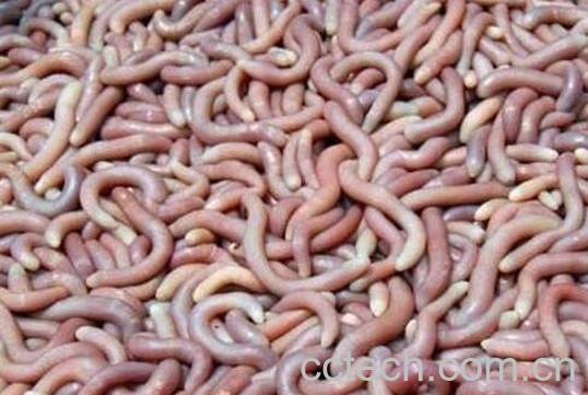 沙虫忌和什么一起煮-1