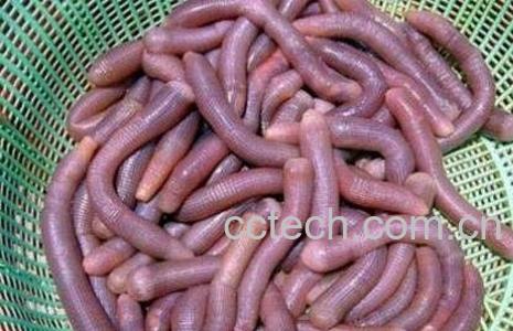 沙虫忌和什么一起煮-0