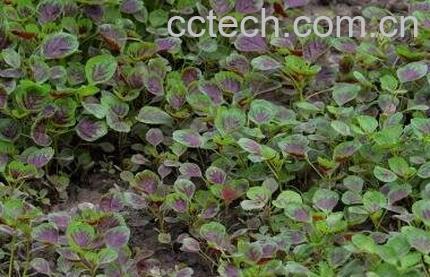 银银菜的营养价值-1