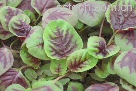 银银菜的营养价值-0