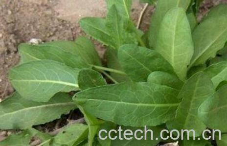 羊蹄叶怎么吃 羊蹄叶的吃法技巧-0