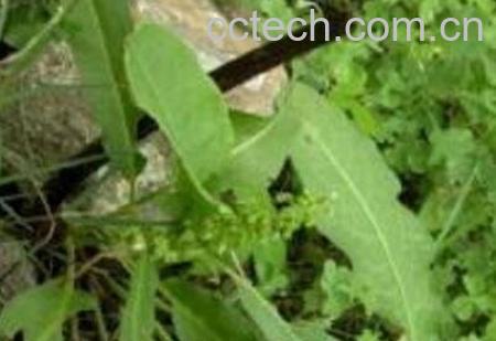 羊蹄叶怎么吃 羊蹄叶的吃法技巧-1