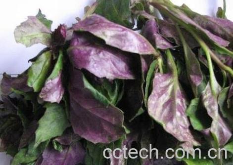 紫背天葵的功效与作用及食用方法-0