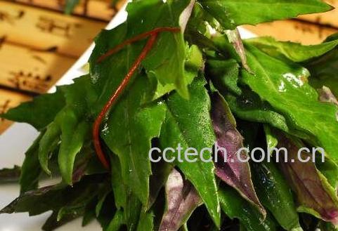 紫背天葵的功效与作用及食用方法-1
