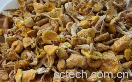 东北油蘑怎样腌制-1