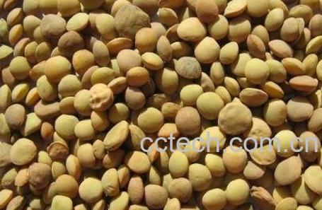 秋扁豆有毒吗 秋扁豆子怎么吃-1