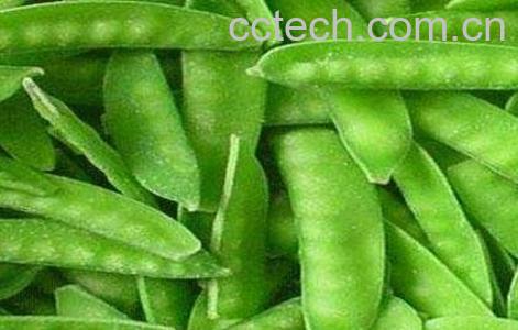 秋扁豆有毒吗 秋扁豆子怎么吃-0