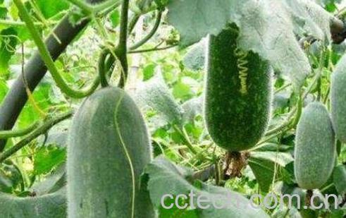 冬瓜的种植方法和时间-0
