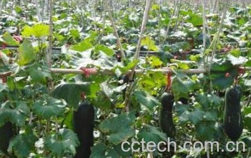 冬瓜的种植方法和时间-1