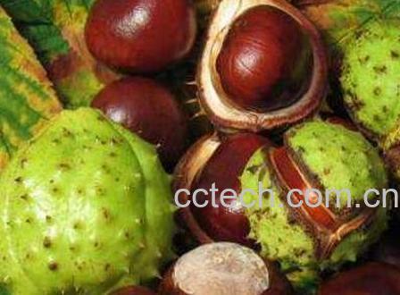 马栗红扁豆怎么吃-0