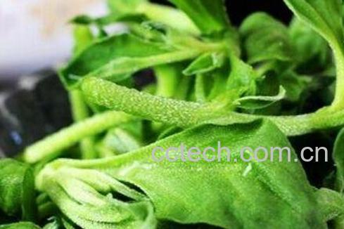 冰草怎么种植 冰草的种植方法-0