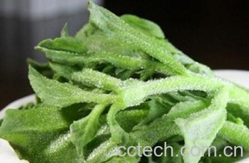 冰草怎么种植 冰草的种植方法-1