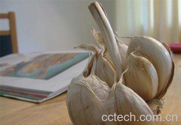 果蔬百科蒜头-0