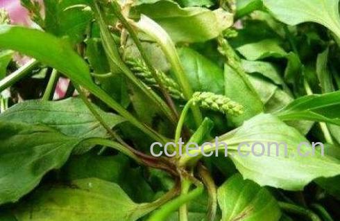 猪耳朵菜的营养价值与药用功效-0