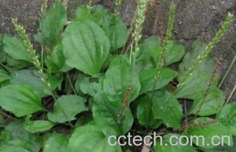 猪耳朵菜的营养价值与药用功效-1