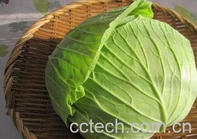 高丽菜的营养价值-0