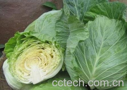 高丽菜的营养价值-1