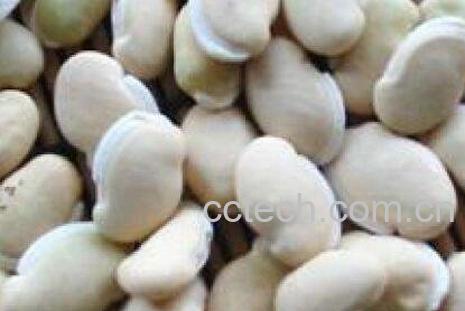 新鲜的白扁豆怎么吃-0