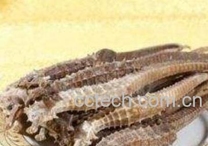 海马蜜枣煲汤的功效与作用-1