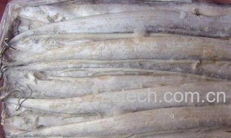 带鱼怎么吃最有营养-0