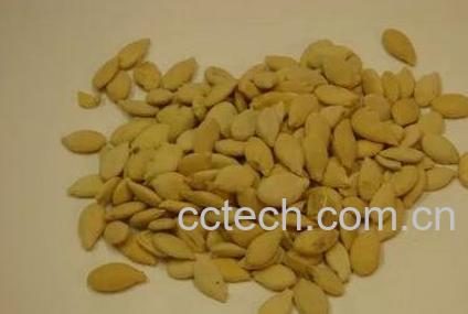 冬瓜仁的功效与作用-1