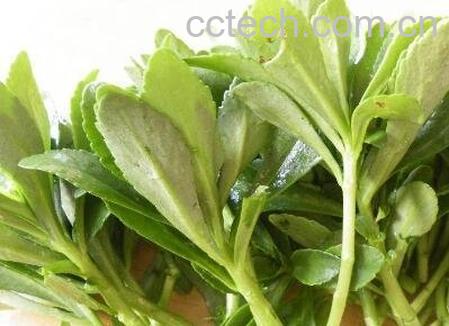 养心菜的营养价值-1