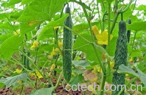 6月适合种植什么蔬菜-1