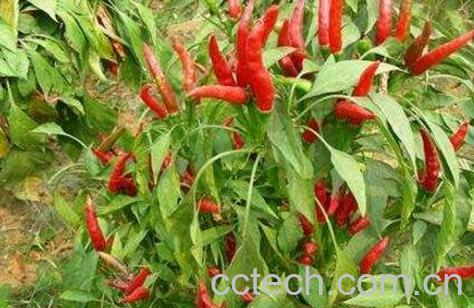 6月适合种植什么蔬菜-0