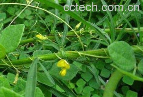 圆叶野扁豆怎么吃-1