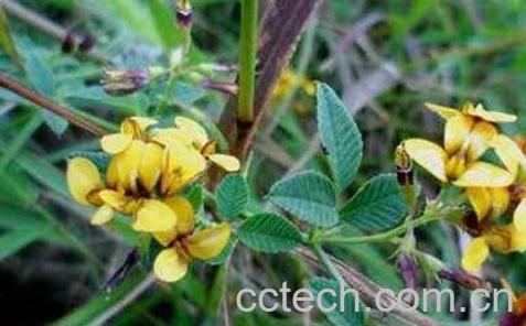 圆叶野扁豆怎么吃-0