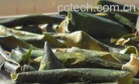 冬瓜皮的作用与功效-1