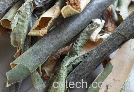 冬瓜皮的作用与功效-0