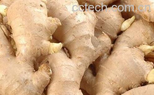 生姜怎样腌制-0