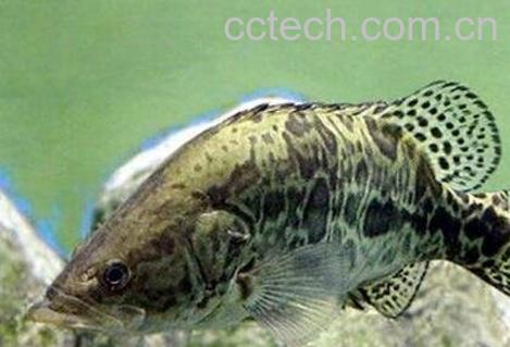 桂花鱼的养殖方法和注意事项-0