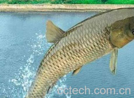 草鱼鱼油怎么吃 草鱼鱼油的功效与作用-0