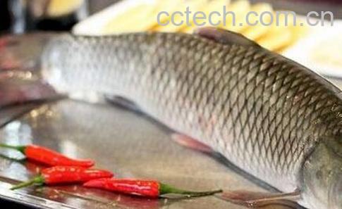 草鱼鱼油怎么吃 草鱼鱼油的功效与作用-1