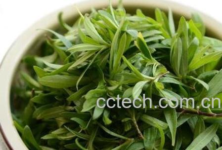 云星菜的营养价值-0