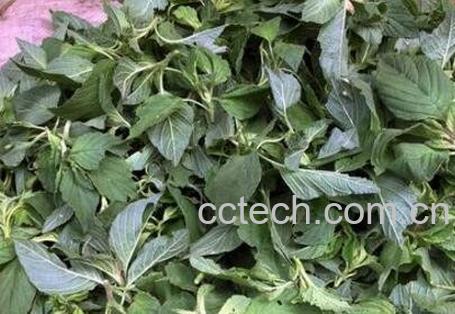 云星菜的营养价值-1