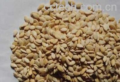 冬瓜子的功效作用与营养价值-0