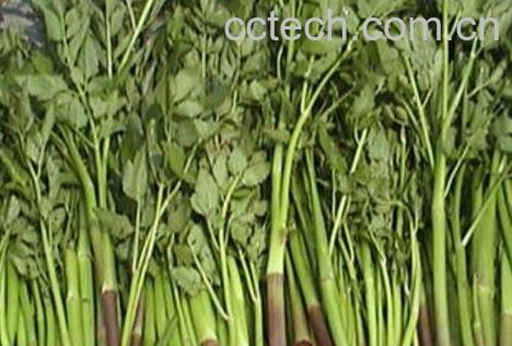 水芹菜的功效与作用及禁忌-0