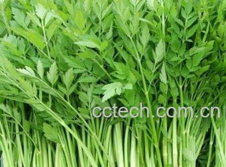 水芹菜的功效与作用及禁忌-1